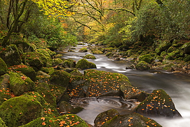 Autumn foliage surrounding the River Plym in Dartmoor National Park, Devon, England, United Kingdom, Europe