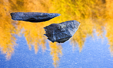 Rocks and golden larch pine tree reflections in Blea Tarn in the autumn, Lake District National Park, Cumbria, England, United Kingdom, Europe