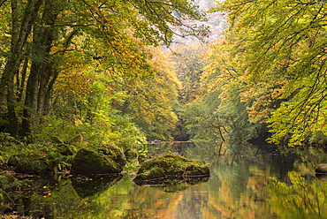 Autumnal trees overhanging the River Teign in Dartmoor, Devon, England, United Kingdom, Europe