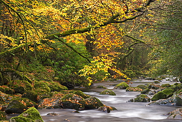 Autumnal trees overhang the River Plym in Shaugh Prior, Dartmoor, Devon, England, United Kingdom, Europe