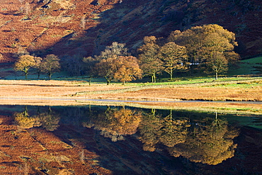 Golden trees perfectly reflected in mirror like Blea Tarn in autumn, Lake District National Park, Cumbria, England, United Kingdom, Europe