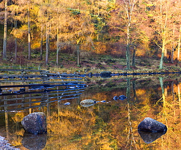 Golden larch trees reflected in the still waters of Blea Tarn in autumn, Lake District National Park, Cumbria, England, United Kingdom, Europe