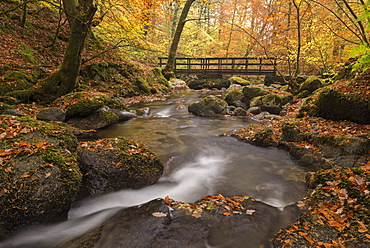 Rushing river through autumnal deciduous woodland, Stockghyll Force, Ambleside, Lake District, Cumbria, England, United Kingdom, Europe