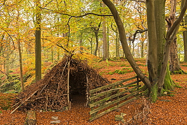 Natural forest shelter in autumnal woodland, Lake District National Park, Cumbria, England, United Kingdom, Europe