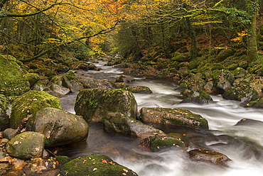 Rocky River Plym rushing beneath autumnal trees, Shaugh Prior, Dartmoor National Park, Devon, England, United Kingdom, Europe