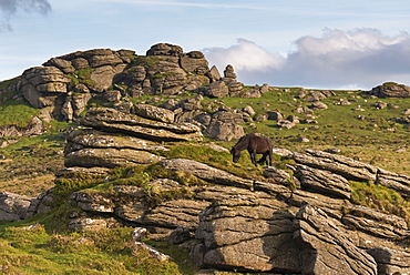 Free roaming Dartmoor pony grazing on the rugged granite outcrops near Saddle Tor, Dartmoor, Devon, England, United Kingdom, Europe