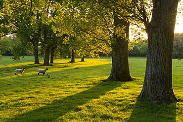 Lambs grazing in a sunlit field with trees in the Cotswolds, Gloucestershire, England, United Kingdom, Europe