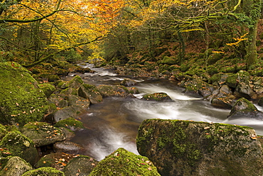 Trees with colourful autumn leaves surround the River Plym at Shaugh Prior, Dartmoor, Devon, England, United Kingdom, Europe