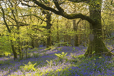 Flowering common bluebells in a sunlit broadleaf woodland in Dartmoor National Park, Devon, England, United Kingdom, Europe