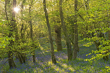 Sunshine in a broadleaf woodland carpeted with common bluebells, Dartmoor National Park, Devon, England, United Kingdom, Europe