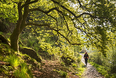 Man walking a woodland footpath, Llyn Dinas, Snowdonia National Park, Wales, United Kingdom, Europe