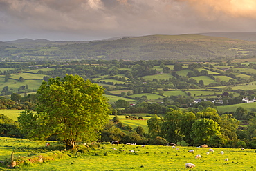 Rolling Devon countryside on a summer evening, Dartmoor, Devon, England, United Kingdom, Europe