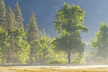 Trees in mist in Yosemite Valley at dawn, Yosemite National Park, UNESCO World Heritage Site, California, United States of America, North America