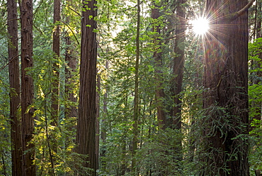 Evening sun shining through trees in spring, Muir Woods National Monument, California, United States of America, North America