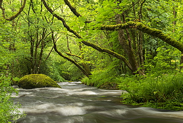 River Teign rushing beneath moss covered trees near Fingle Bridge, Dartmoor National Park, Devon, England, United Kingdom, Europe