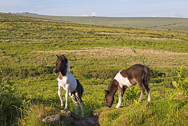 Dartmoor foals grazing on the moorland, Dartmoor National Park, Devon, England, United Kingdom, Europe