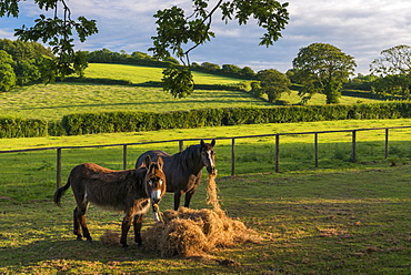 Donkey and pony eating hay in a summer field, Devon, England, United Kingdom, Europe