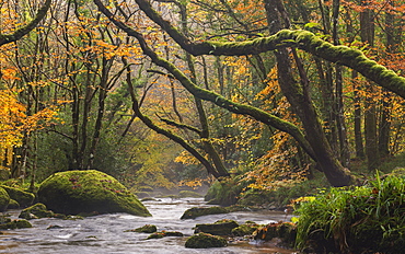 Autumn foliage surrounds the River Teign near Fingle Bridge, Dartmoor, Devon, England, United Kingdom, Europe