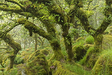 Gnarled and twisted oak trees in Wistman's Wood, Dartmoor, Devon, England, United Kingdom, Europe