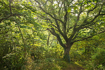 Mature oak tree in verdant deciduous woodland, St. Issey, Cornwall, England, United Kingdom, Europe