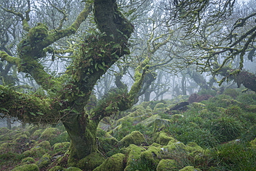 Gnarled and twisted oak trees in Wistman's Wood SSSI, Dartmoor National Park, Devon, England, United Kingdom, Europe