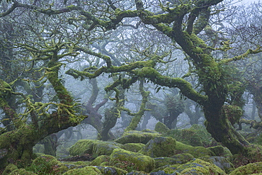 Gnarled and twisted trees in Wistman's Wood in winter on Dartmoor, Devon, England, United Kingdom, Europe