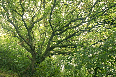 English Oak tree with summer foliage, Cornwall, England, United Kingdom, Europe