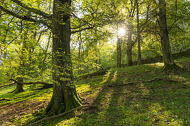 Deciduous woodland near Rydal Water, Lake District National Park, UNESCO World Heritage Site, Cumbria, England, United Kingdom, Europe