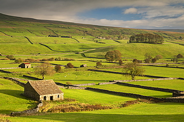 Stone barns and dry stone walls in beautiful Wensleydale in the Yorkshire Dales National Park, Yorkshire, England, United Kingdom, Europe