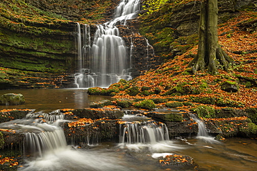 Scaleber Force waterfall in autumn, Yorkshire Dales National Park, Yorkshire, England, United Kingdom, Europe