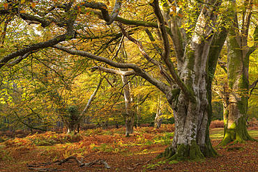 Mature broadleaf woodland at Bolderwood, New Forest National Park, Hampshire, England, United Kingdom, Europe