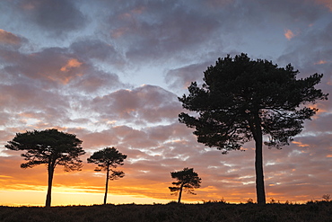 Scots Pine trees silhouetted against a sunset sky on New Forest heathland, Hampshire, England, United Kingdom, Europe