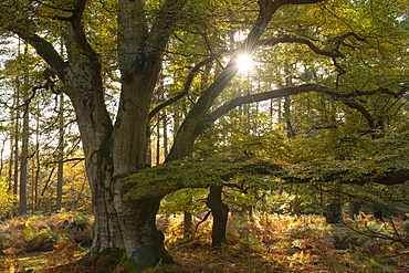 Magnificent mature pollarded beech tree in Bolderwood on a sunny autumnal afternoon, New Forest National Park, Hampshire, England, United Kingdom, Europe