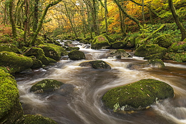 Fast flowing woodland stream in autumn, River Plym, Dartmoor National Park, Devon, England, United Kingdom, Europe