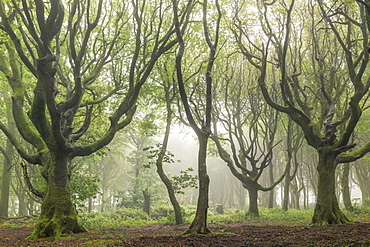 Deciduous trees on a foggy morning, North Cornwall, England, United Kingdom, Europe