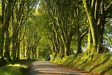 Country lane under avenue of trees, Bridestowe, Dartmoor, Devon, England, United Kingdom, Europe