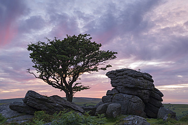 Hawthorn tree and granite tor at sunset, Dartmoor National Park, Devon, England, United Kingdom, Europe