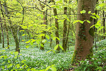 Wild Garlic flowering in a deciduous woodland in spring, Looe, Cornwall, England, United Kingdom, Europe