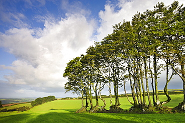 Exmoor beech hedge in a field near North Radworthy, Exmoor National Park, Devon, England, United Kingdom, Europe