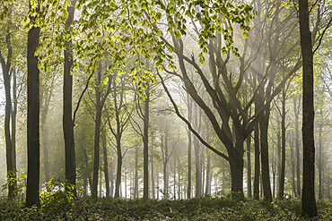 Morning sunlight streams into a deciduous woodland in spring, Wadebridge, Cornwall, England, United Kingdom, Europe