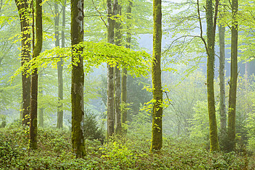 Misty morning in spring in a deciduous woodland, Bodmin, Cornwall, England, United Kingdom, Europe