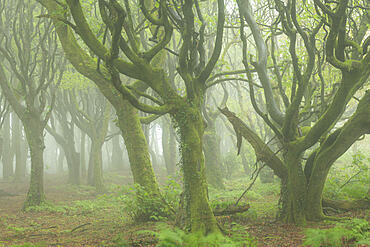 Misty conditions in a deciduous woodland in spring, Cornwall, England, United Kingdom, Europe