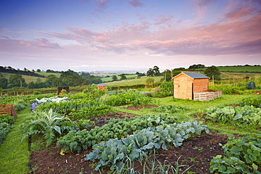 Vegetables growing on a rural allotment, Morchard Bishop, Devon, England, United Kingdom, Europe