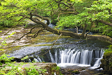 The Nedd Fechan River at Horseshoe Falls, Brecon Beacons National Park, Mid Glamorgan, Wales, United Kingdom, Europe