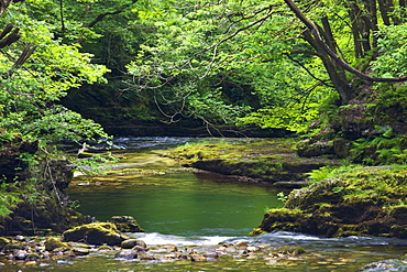 The Nedd Fechan river flowing through summer deciduous woodland near Ystradfellte, Brecon Beacons National Park, Powys, Wales, United Kingdom, Europe