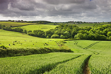 Farmland in summertime, Morchard Bishop, Devon, England, United Kingdom, Europe