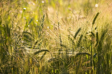 Golden ripened corn growing in a field in rural Devon, England, United Kingdom, Europe