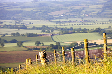 Barbed wire fence dividing fields in rural Devon, England, United Kingdom, Europe