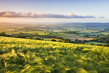 Golden ripened corn growing in a hilltop field in rural Devon, England, United Kingdom, Europe