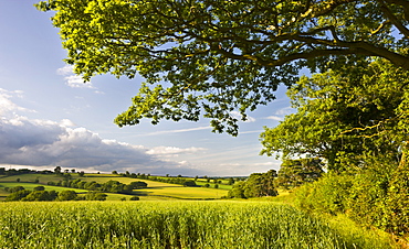 Summer crop field and rolling countryside near Broomhill, Devon, England, United Kingdom, Europe